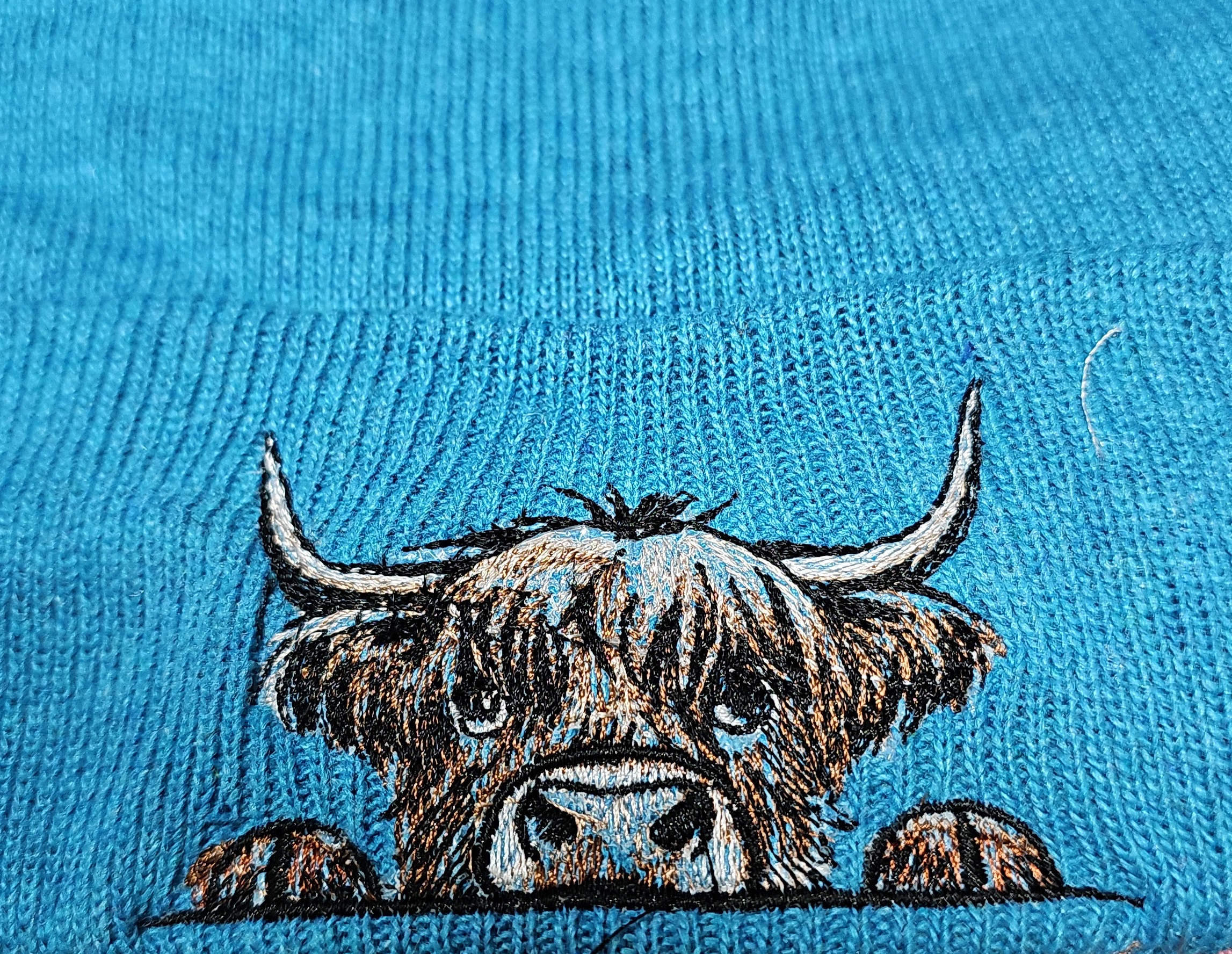 Highland cow peeking over the cuff of a turquoise beanie